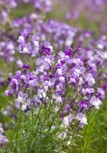 Linaria Blue
