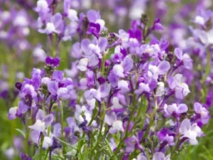 Linaria Blue