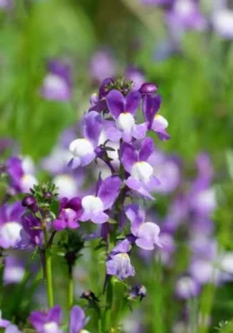 Linaria Blue garden
