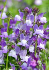 Linaria Blue close up flowers