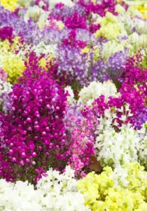 Linaria Mix flowers