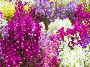 Linaria Mix flowers