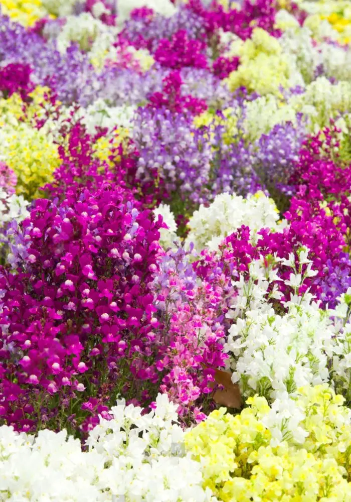 Linaria Mix – Playful Spikes of Colourful Charm – Potted Colour