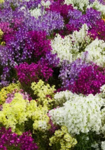 Linaria Mix garden