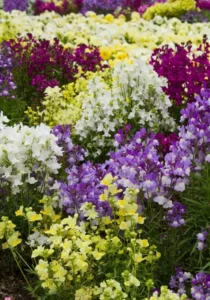 Linaria Mix close up flowers