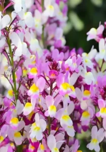 Linaria Pink
