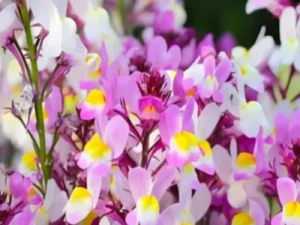 Linaria Pink