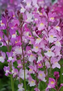 Linaria Pink garden