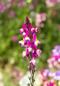 Linaria Pink close up flower