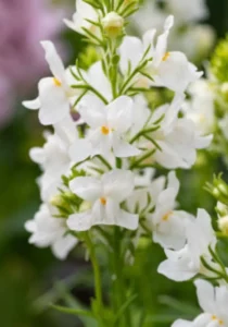 Linaria White close up