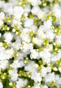 Linaria White flowers on top