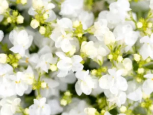 Linaria White flowers on top