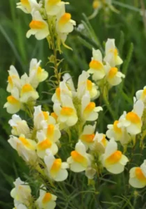 Linaria Yellow flowers