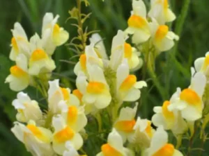 Linaria Yellow flowers