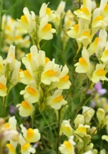 Linaria Yellow garden