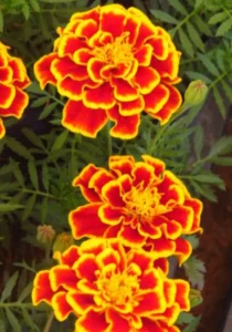 Marigold Flame close up flowers