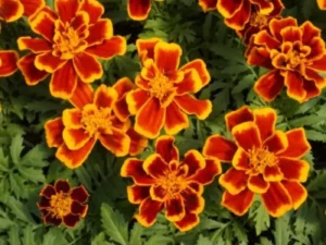 Marigold Flame