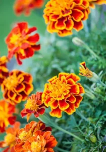 Marigold Flame garden