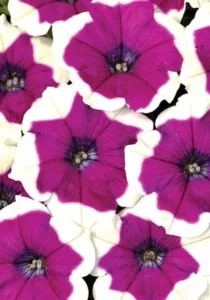 Petunia Burgundy Picotee flowers