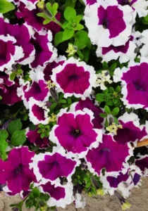 Petunia Burgundy Picotee garden