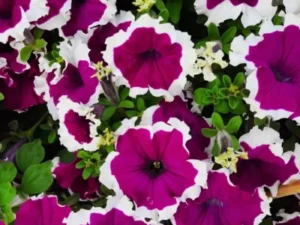 Petunia Burgundy Picotee garden