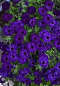 Petunia Midnight flowers