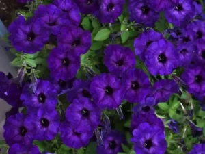 Petunia Midnight flowers