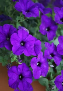 Petunia Midnight close up