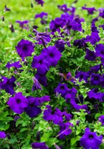 Petunia Midnight garden