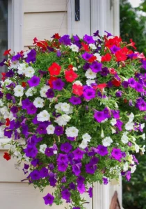 Petunia Mini Mix hanging basket