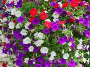 Petunia Mini Mix hanging basket