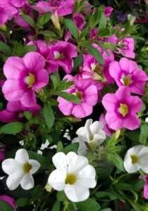 Petunia Mini Mix pink and white
