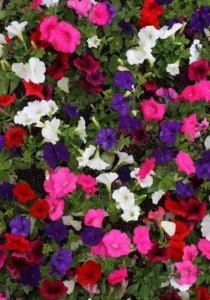 Petunia Mini Mix garden