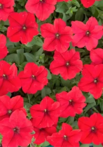 Petunia Mini Red