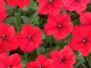 Petunia Mini Red