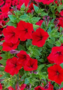 Petunia Mini Red garden