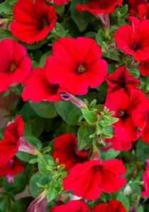Petunia Mini Red flower