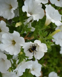 Petunia Mini White with bee
