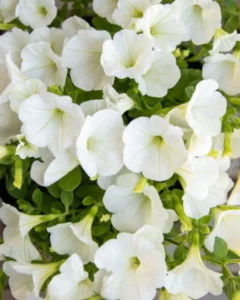 Petunia Mini White flowers