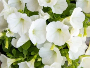 Petunia Mini White flowers