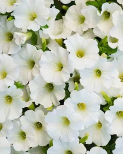 Petunia Mini White garden