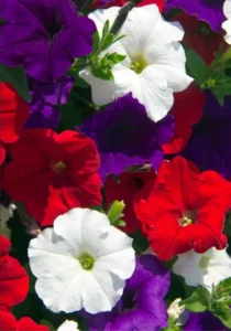 Petunia Patriot Mix