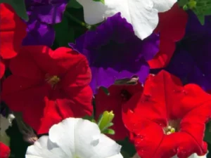 Petunia Patriot Mix