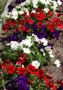Petunia Patriot Mix borders