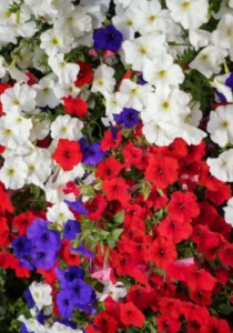 Petunia Patriot Mix garden