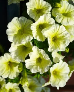 Petunia Sunshine