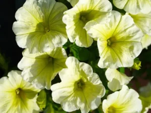 Petunia Sunshine