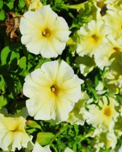 Petunia Sunshine flowers