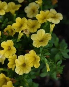 Petunia Sunshine photo