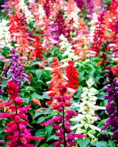 Salvia Mix flowers